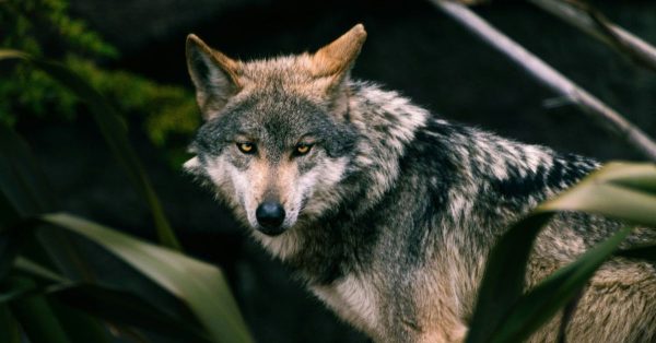 PORTADA 5. XIGNUX y sus empresas apoyan la conservación del lobo gris mexicano